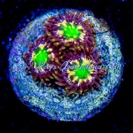 Zoanthid - Solar Eclipse (4+ Polyps)