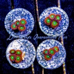 Zoanthid - Sunspot (4+ Polyps)