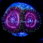 Zoanthid - Taser (4+ Polyps)