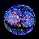 Zoanthid - White Zombie (2+ Polyps)