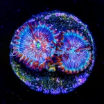 Zoanthid - White Zombie (2+ Polyps)
