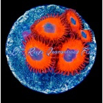 Zoanthid - Charmander (4+ Polyps)