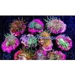 Leather - Green Toadstool