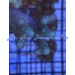 Leather - Stubby Fingers