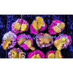 Leather - Yellow Toadstool