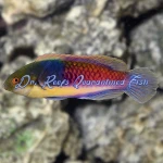 Blue Sided Fairy Wrasse