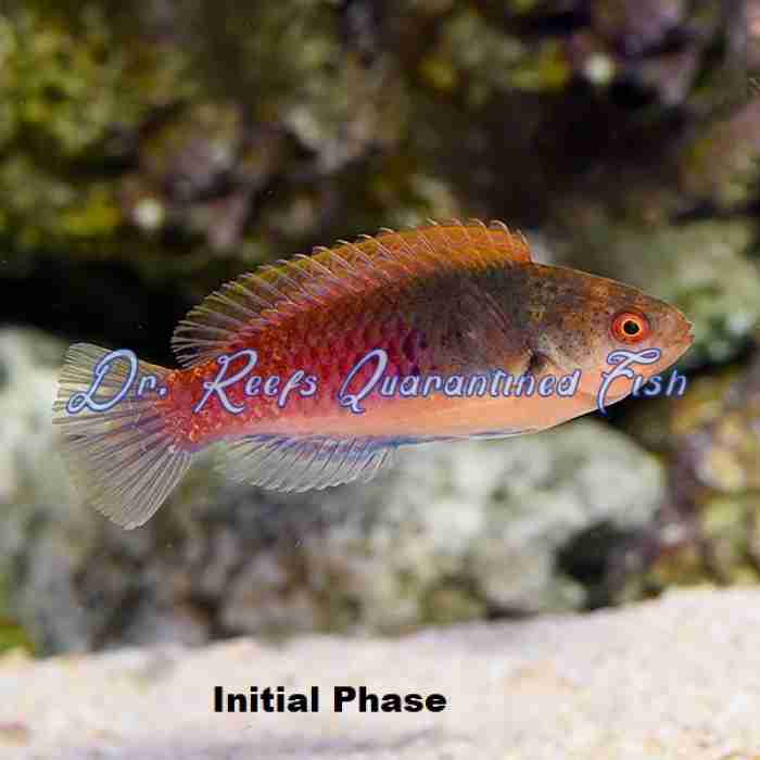 Blue Sided Fairy Wrasse - Image 3