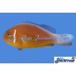 Fiji Skunk Pink Clownfish