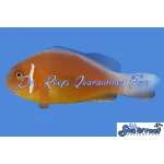 Fiji Skunk Pink Clownfish