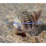 Nassarius Snail Small