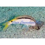 Yellow Back Goatfish