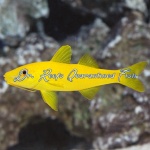 Yellow Goatfish