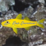 Yellow Goatfish