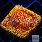 Stylocoeniella - Burning Banana