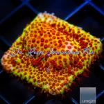 Stylocoeniella - Burning Banana
