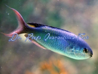 Fusilier Damselfish - Image 2