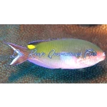Fusilier Damselfish