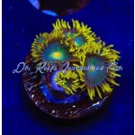 Zoanthid - Green Bay Packers