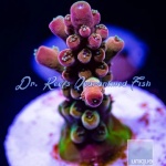 Acropora - Inner Core