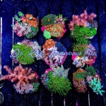 Mixed - Mini-Reef Rock (on 2-2.5" Reel Reef Disc)