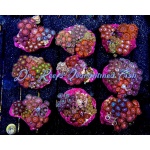 Zoanthid - Mixed (2.5")