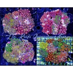 Zoanthid - Mixed Rock XL