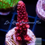 Acropora - PC Rainbow