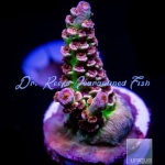 Acropora - Pink Panther