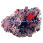 MarcoRocks Maricultured Live Rock (Free Shipping)