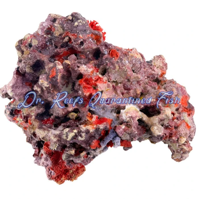 MarcoRocks Maricultured Live Rock (Free Shipping) - Image 3