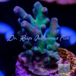 Acropora - Shazam