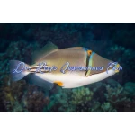 Assasi Trigger (Red Sea)