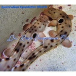 Epaulette Shark