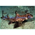 Horn Shark