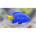 Yellowtail Blue Damsel