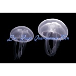 Aurelia aurita (Moon)