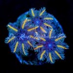 Clove Polyp Cany Corn