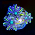 Clove Polyp Lemon Laser