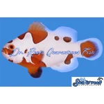 Tangerine Storm Clownfish