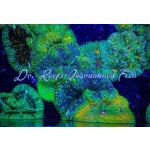 Maxi Mini Carpet Colored