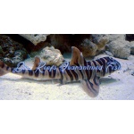 Zebra Bullhead Shark