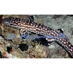 Marbled Cat Shark