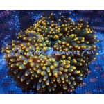 Bubble Anemone Orange Tip