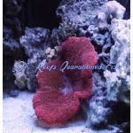Saddle Anemone (Red)