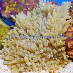 Sabae Anemone Colored