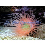 Tube Anemone Super Orange