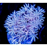Pulsing Xenia (2.5" disk)