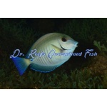 Doctorfish Tang