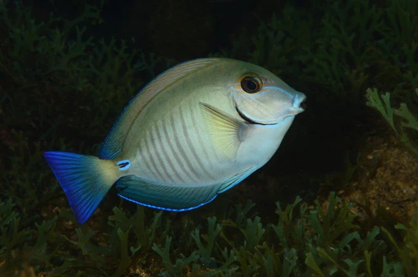 Doctorfish Tang