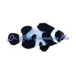 Black Gladiator Clownfish